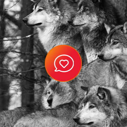 Heart comment icon and photo of a wolf pack